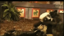 Zoboomafoo Blackout GIF - Zoboomafoo Blackout Pass Out GIFs