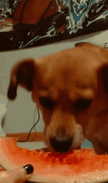 Remy Dog GIF - Remy Dog Doggo GIFs