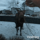 Booping Your Nose Moose GIF - Booping Your Nose Moose Viralhog GIFs
