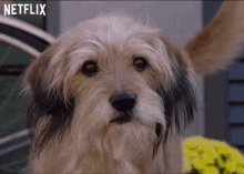 Happy Look GIF - Happy Look Wagging Tail GIFs