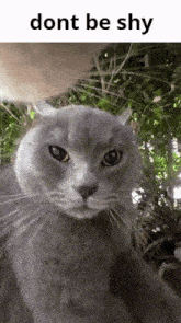 a picture of a cat with the words " dont be shy " written below it