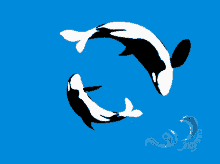Dolphin დელფინი GIF - Dolphin დელფინი GIFs