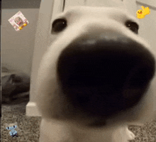 a close up of a dog 's nose with a duck on it .