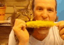 How Corny GIF - Corn Cat Eat GIFs