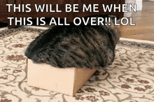 Cats Box GIF - Cats Box Ififitisit GIFs