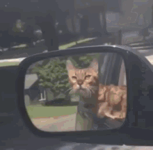 Cat Car Cat Rollin GIF