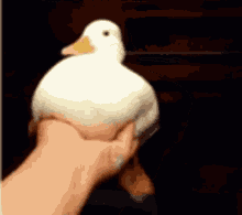 Duck Funny GIF