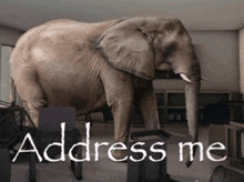 a large elephant is standing in a room with the words address me written below it