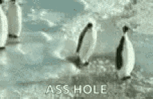 Asshole Penguin GIF - Asshole Penguin Push GIFs