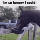 Eat Horse GIF - Eat Horse Im So Hungry GIFs