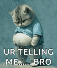 a cat with a big belly is wearing a blue shirt and shorts