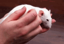 Rat Petting GIF - Rat Petting GIFs