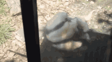 a turtle is laying on the ground behind a glass door
