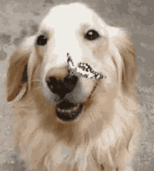 dog butterfly nose