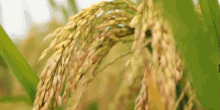 Engrsiblysir Paddy Plant GIF