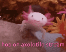 a pink and white axolotl with the words hop on axolotilo stream written on the bottom