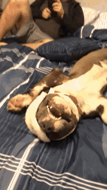 Going To Bed Sleepy GIF - Going To Bed Sleepy Dog GIFs