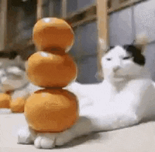 Cat Home GIF - Cat Home House GIFs