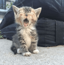 a kitten with its mouth open is sitting next to a black bag