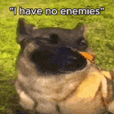 i have no enemies dog butterfly