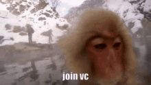 Join Vc Macaque GIF