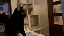 Lụa Lua GIF - Lụa Lua Cat Bite GIFs