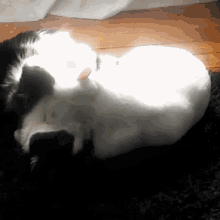 Fight Relationship GIF - Fight Relationship Cats GIFs