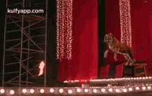 Tiger Is Back With Covid Negative.Gif GIF - Tiger Is Back With Covid Negative Jrntr Tarak GIFs