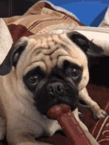 What Pet GIF - What Pet Lover GIFs