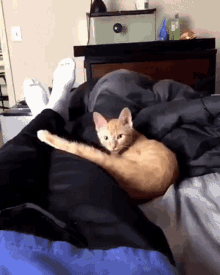 Tabby Kitten GIF - Tabby Kitten Blep GIFs