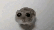 Hamster Meme GIF - Hamster Meme GIFs