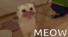 Meow Cute Mouth Filter GIF - Meow Cute Mouth Filter Funny GIFs