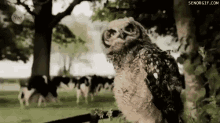 Owl Whats Up GIF - Owl Whats Up Hey GIFs