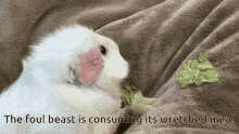 Guinea Pig Rodent GIF - Guinea Pig Rodent Creature GIFs