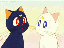 Cat Moon GIF - Cat Moon GIFs