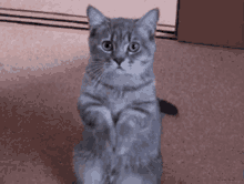 Cat Meow GIF - Cat Meow Beg GIFs