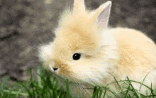 Cute Fuzzy Bunny GIF - Cute Fuzzy Bunny GIFs