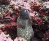 Moray Eel Hiding GIF - Moray Eel Hiding Hide GIFs
