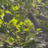 Eating Berries Viralhog GIF - Eating Berries Viralhog Foraging Berries GIFs