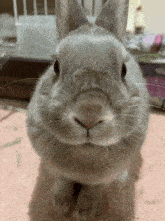 a close up of a rabbit 's face looking at the camera with a serious look on its face