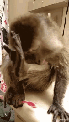 viralhog monkey groom grooming cleaning