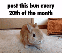 Post-this-bun Bunny GIF - Post-this-bun Bunny Cute GIFs