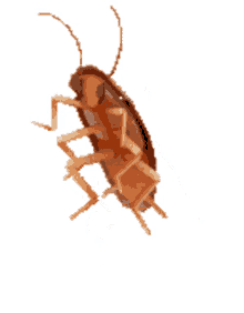 cockroach spinning dance dancing insect