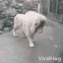 Scared Frightened GIF - Scared Frightened Surprised GIFs