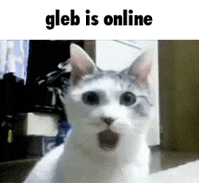 Cat Surprised GIF - Cat Surprised Gleb GIFs