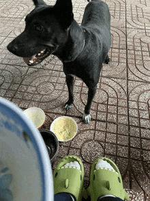 a black dog standing on a tiled floor next to a person wearing green crocs