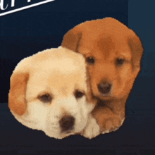 two puppies are laying next to each other on a dark background .