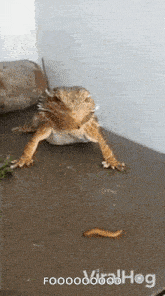 a bearded dragon is standing on a table with a worm in front of it .