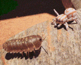 Bug Isopod GIF - Bug Isopod Dance GIFs