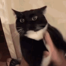 Cat Cat Shake GIF - Cat Cat Shake Cat Funny GIFs